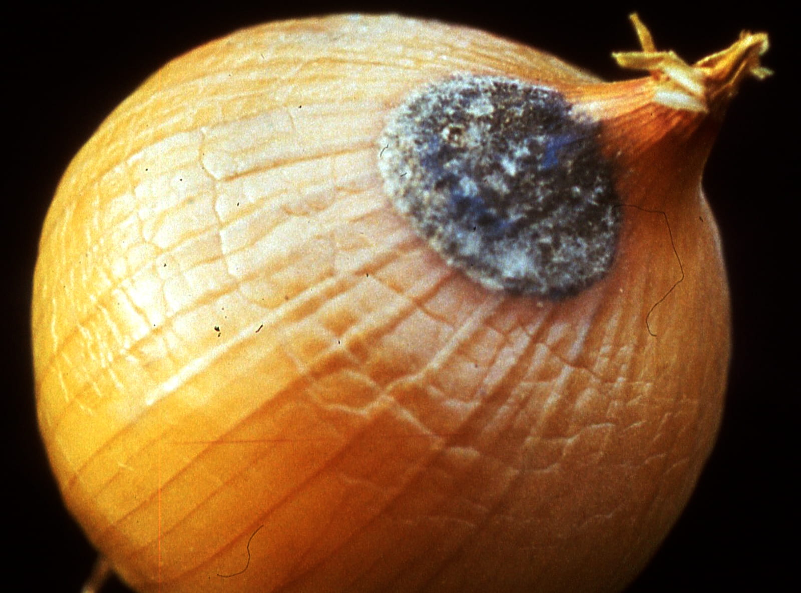 onion