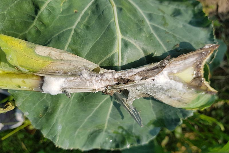 cauliflower