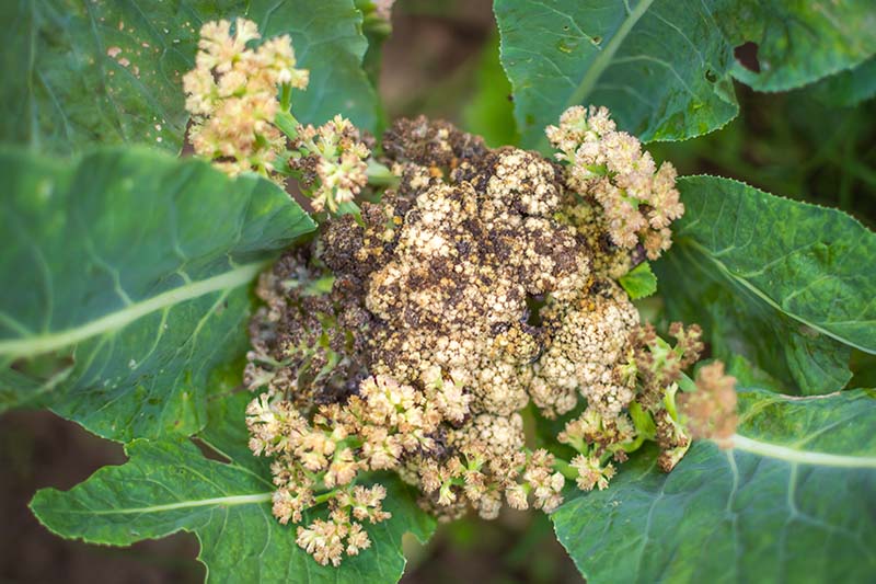 cauliflower