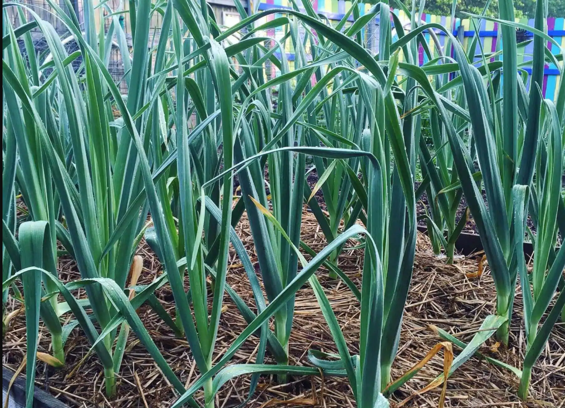 garlic