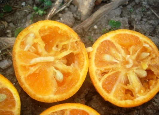 citrus