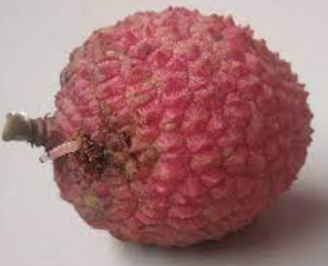 litchi