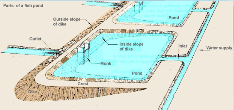 pond