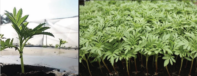 marigold