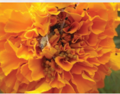 marigold