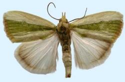 borer