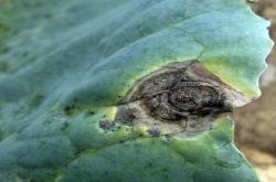alternaria