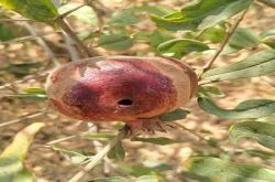 pomegranate