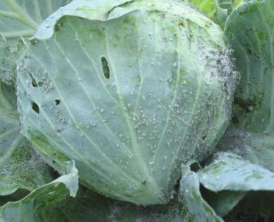 cabbage