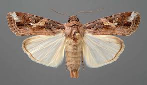 army worm