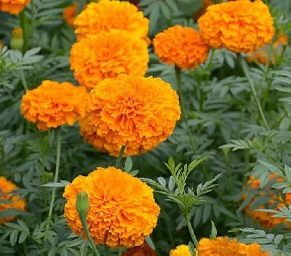 marigold