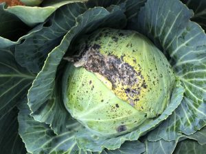 cabbage