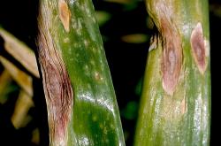 alternaria
