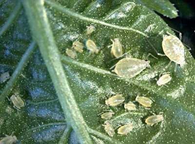 mungbean