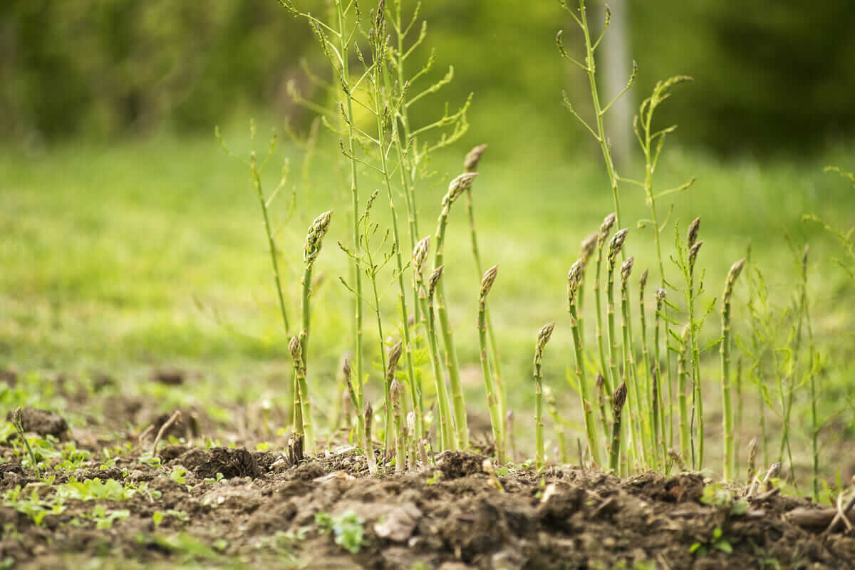 asparagus
