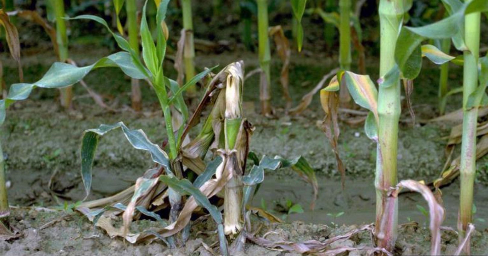 stalk rot
