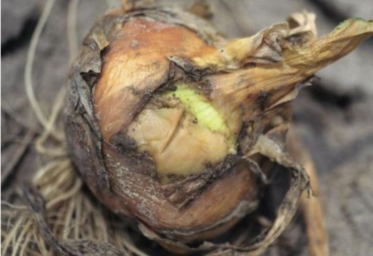onion