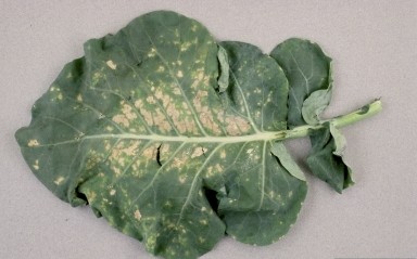 cauliflower