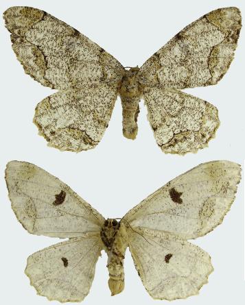 female