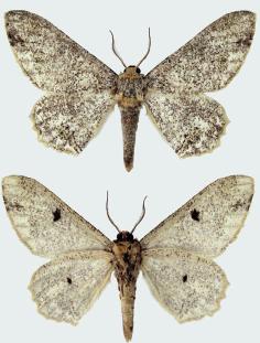 male