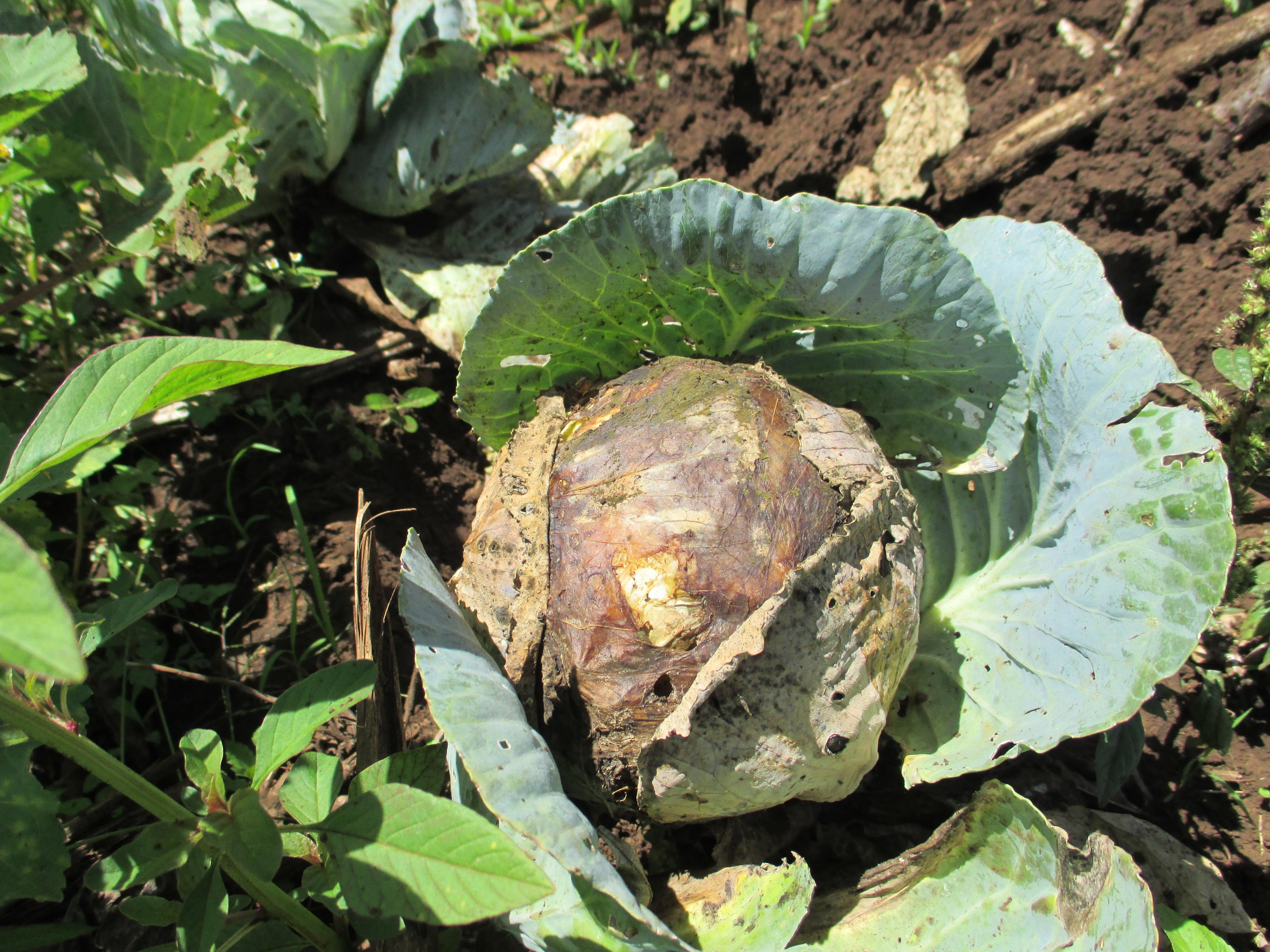 cabbage
