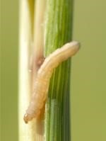 borer