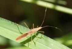 adult