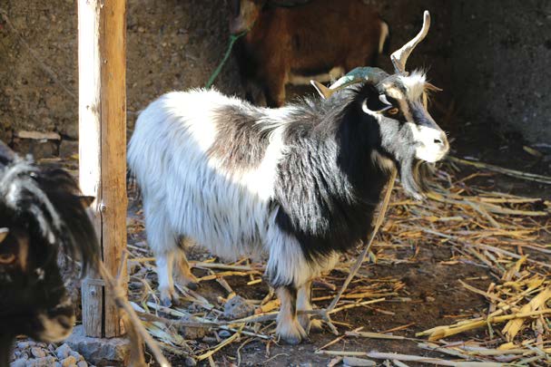 chyangra