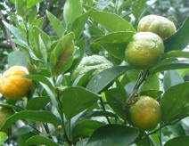 citrus 