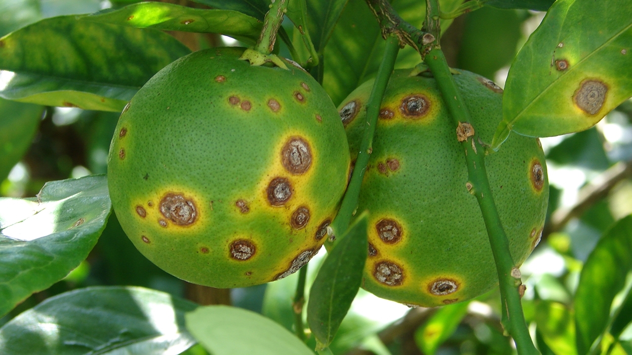 citrus 