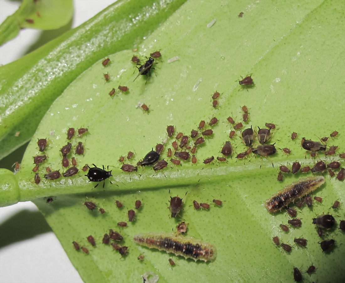 aphid