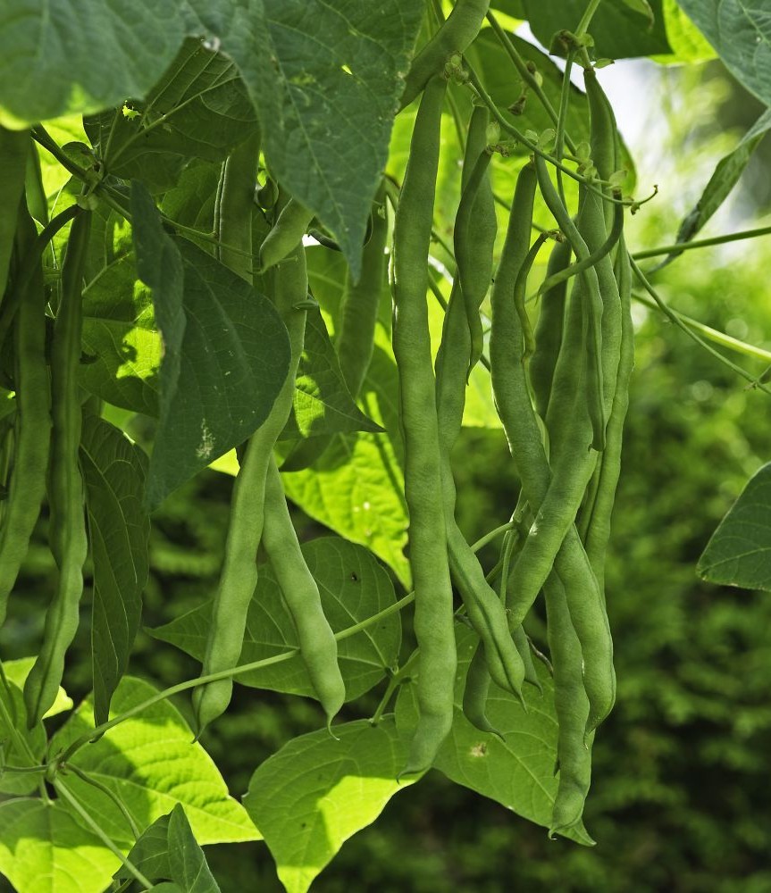 beans