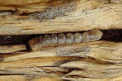 borer