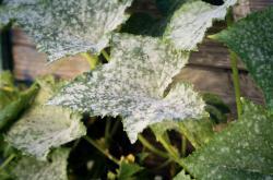 podery mildew