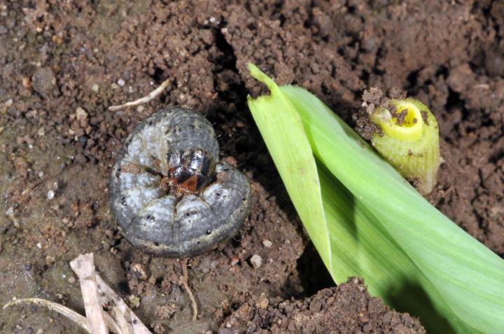 cutworm