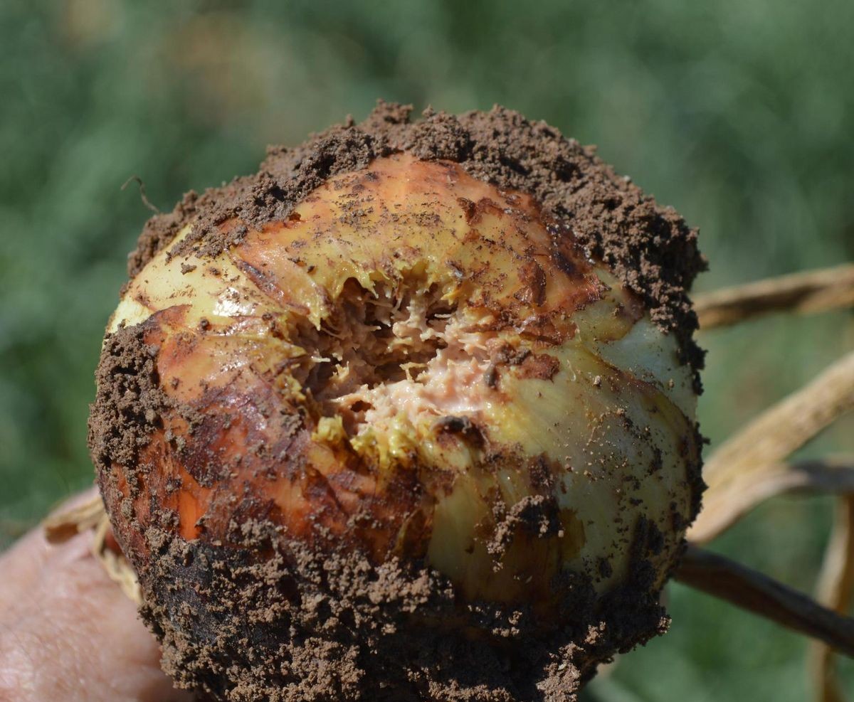 onion