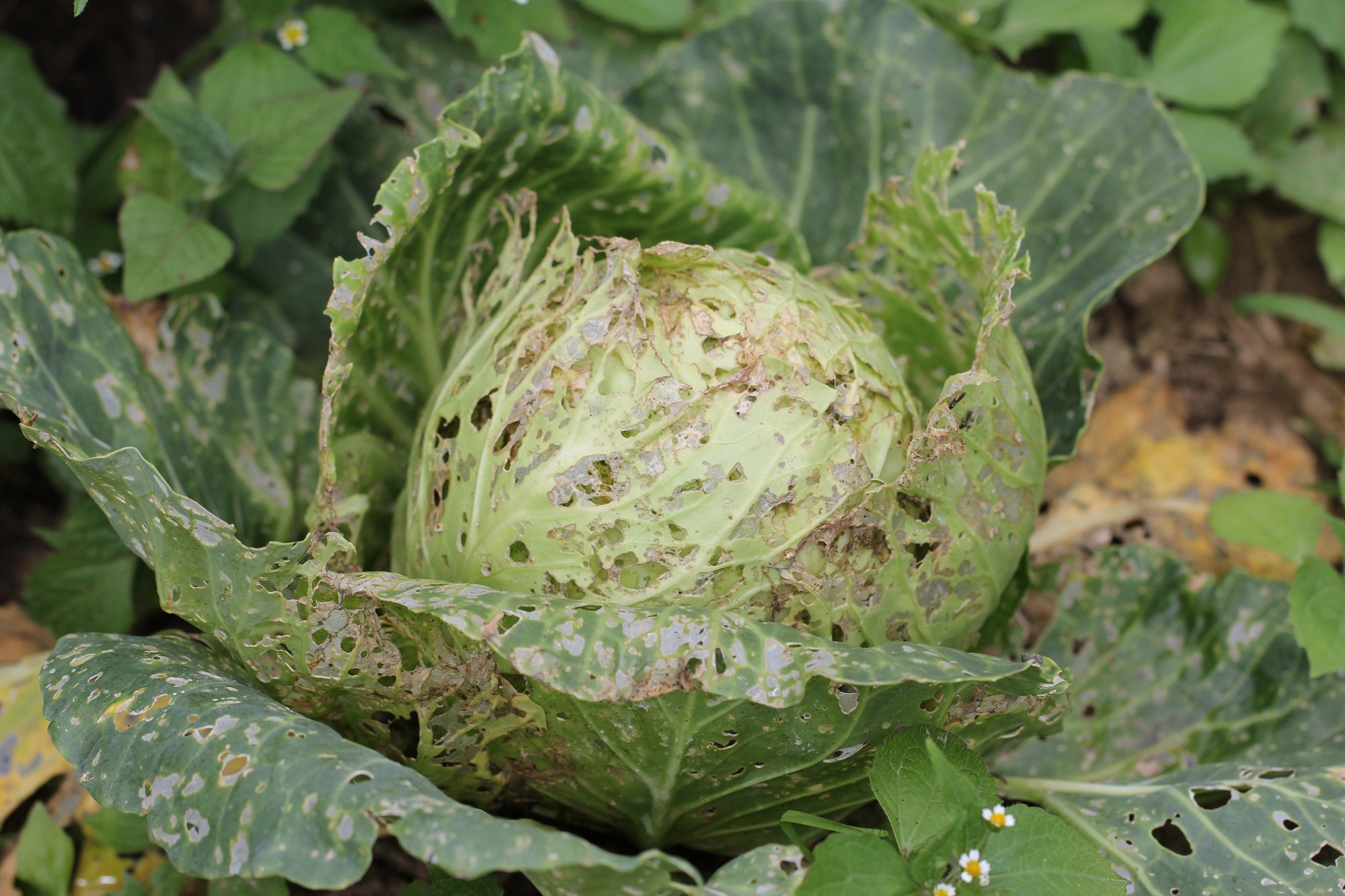 cabbage