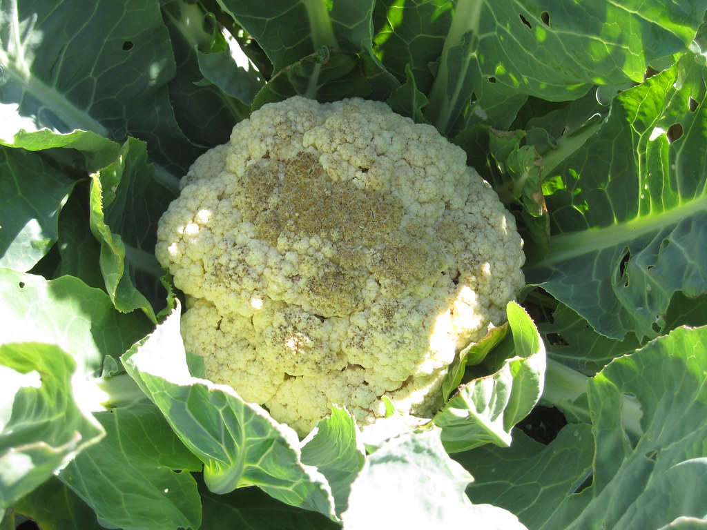 cauliflower