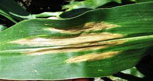 northern leaf blight