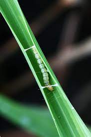 larva