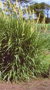 (Pennnisetum perpureum)