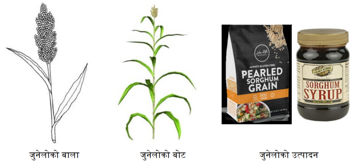 sorghum