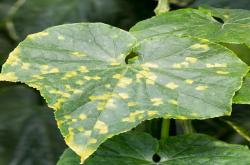 downy mildew