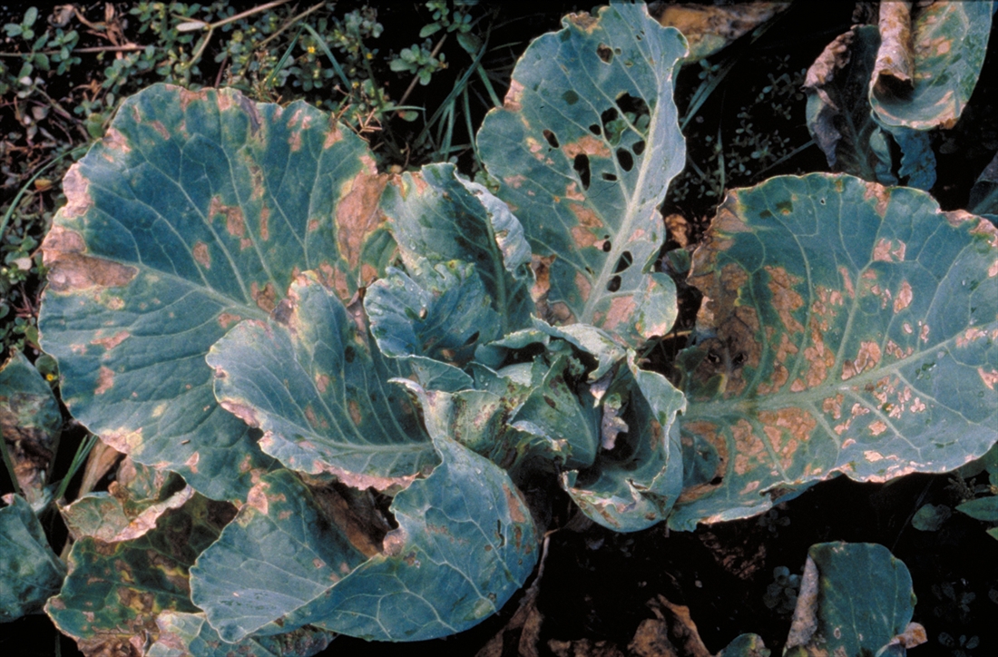 cabbage