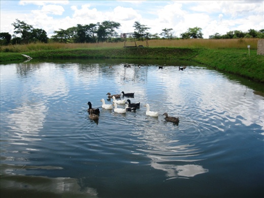 duck and fish