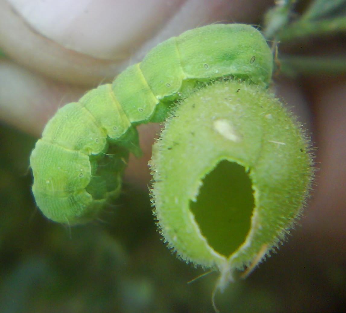 borer