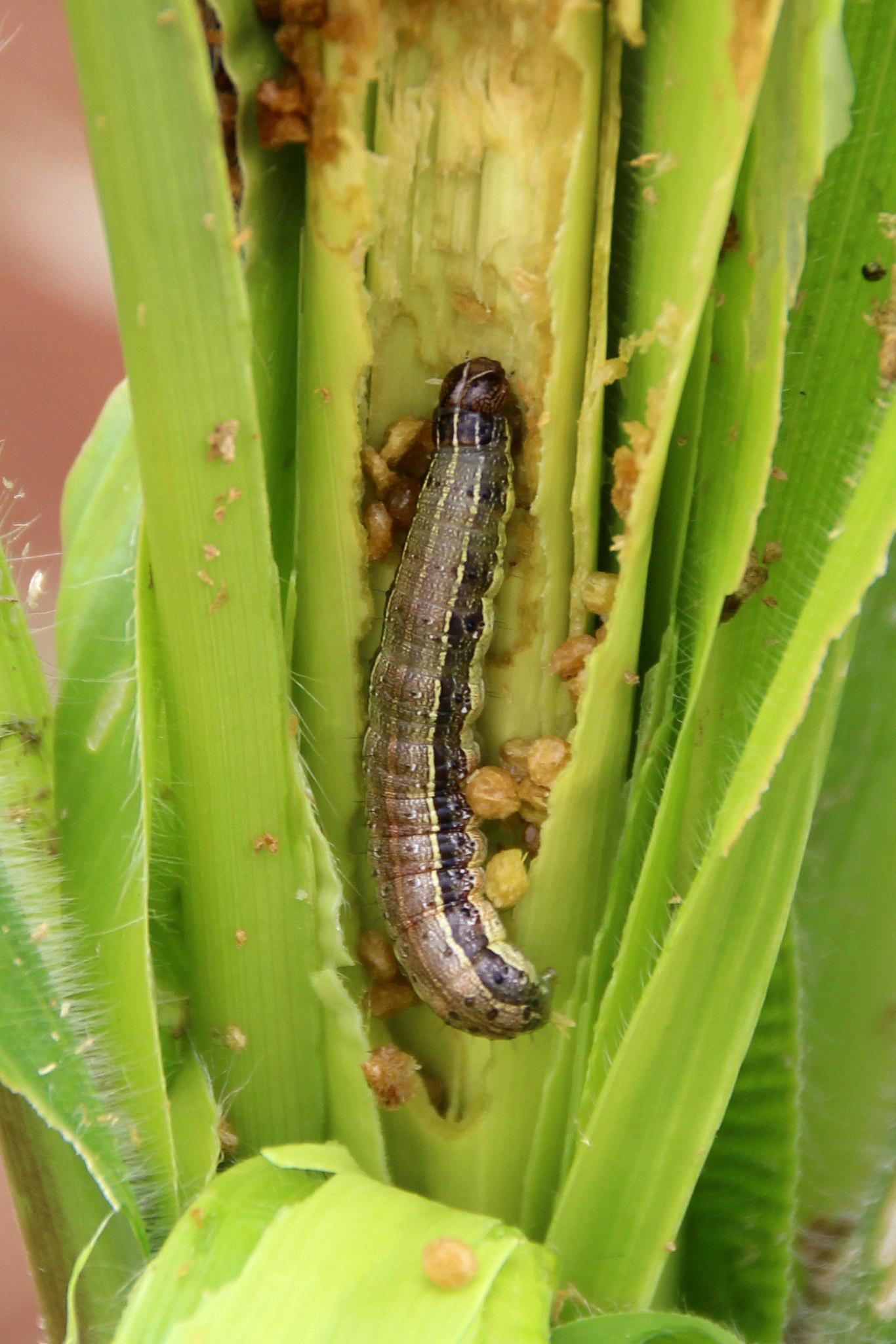 fall army worm