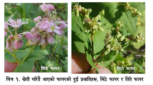 Buckwheat