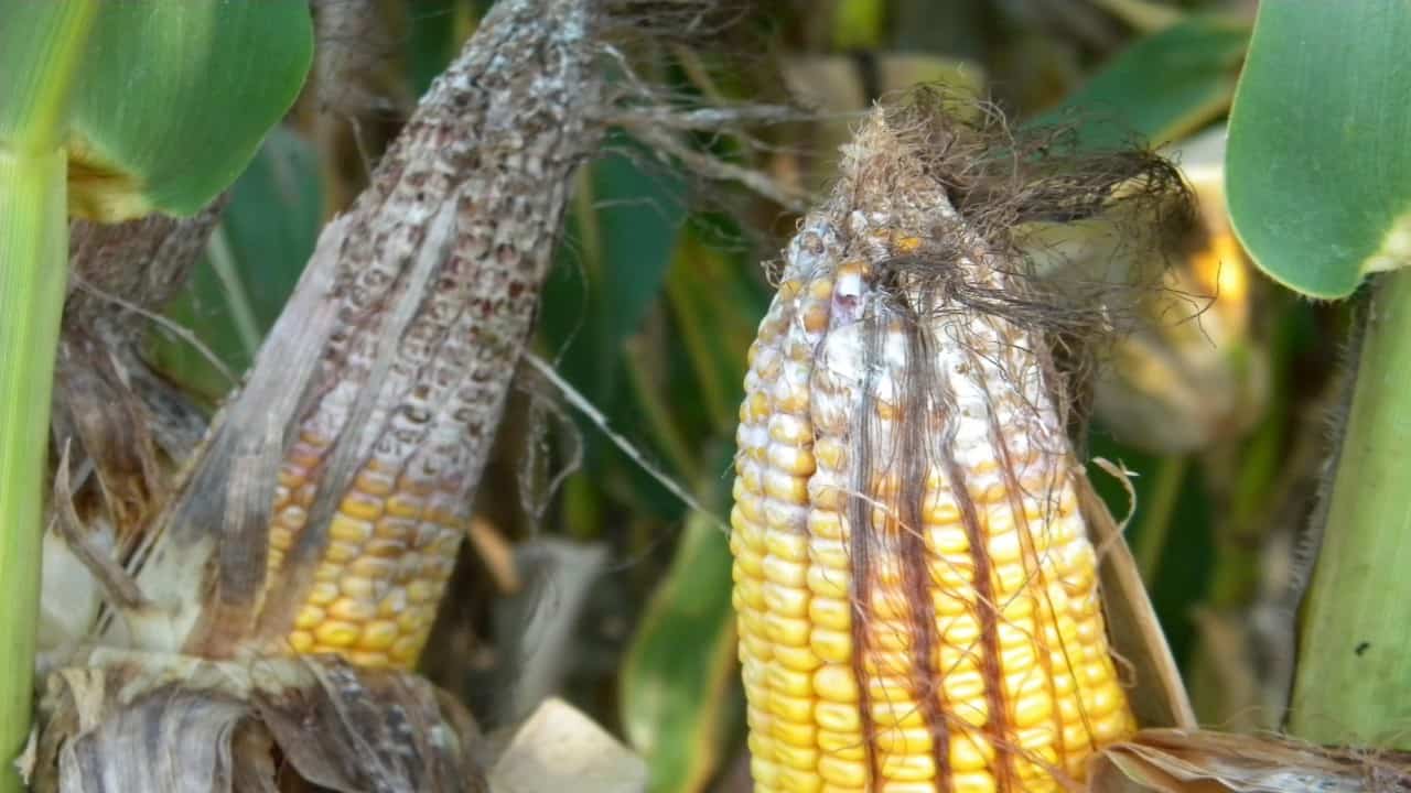 ear rot