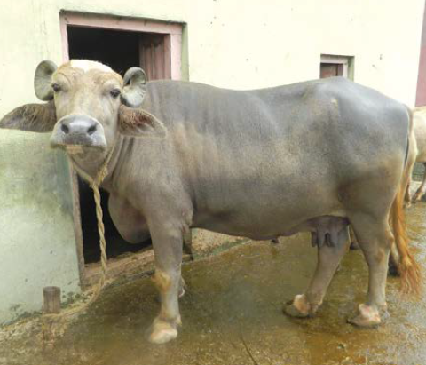 gaddi